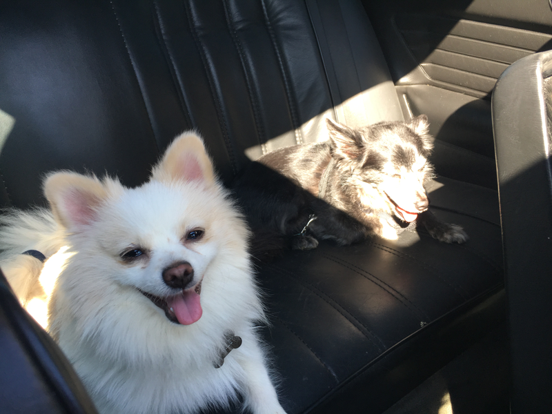 My boys, going out for a cruise.